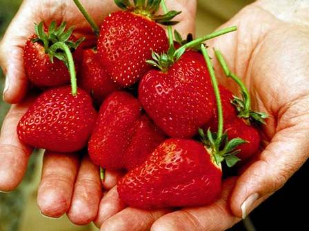 Strawberries (Oregon Department of Agriculture)