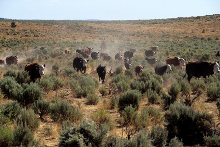 Moving a herd of cattle through the high desert
