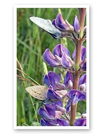 Fender's Blue Butterfly on Kincaid's Lupine
