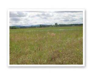 Prior rye grass field, restored Willamette Valley wet priairie, near Rikreall in the Willamette Valley, Oregon