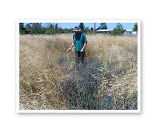 Using herbicide to control invasive plants at West Eugene Wetland