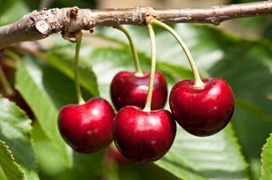 Orchard View Farms Cherries