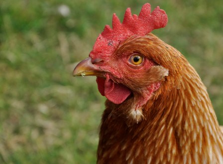 A chicken struts on the farm.