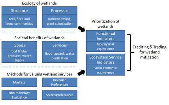 Ecology of Wetlands