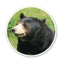 http://oe.oregonexplorer.info/wildlife/UserUploaded/wleadmin/16/mammals-bear-3.jpg